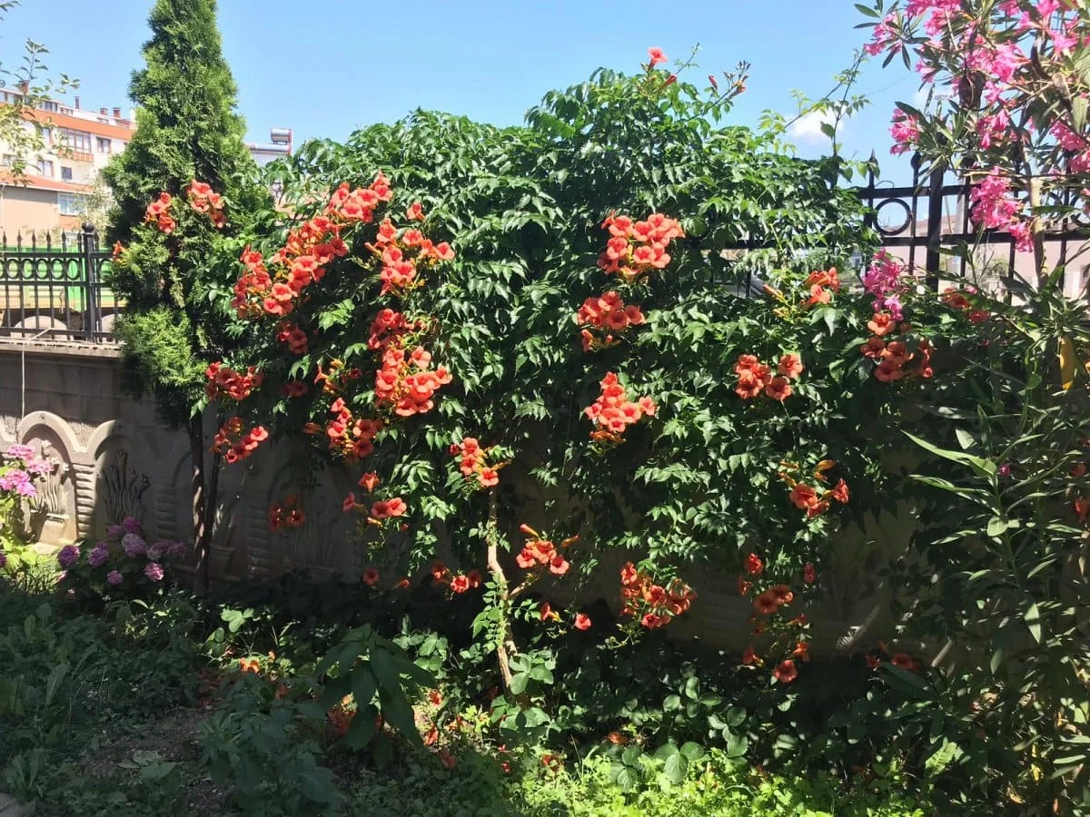 İğneada Yakamoz Pansiyon